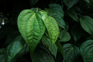 Betel leaf with dew. Nature green leaf background. Green leaf detail and texture.                 