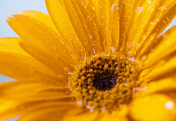 Beautiful close-up Gerbera daisy with drops. Macro flower photography.