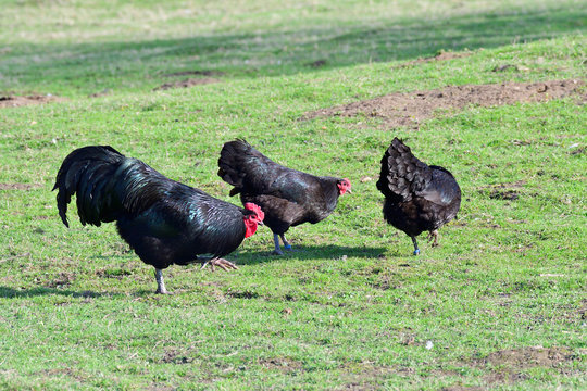 Australorp H&uuml;hner auf einem Bauernhof	
