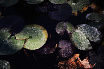hojas de nenúfares flotando en el agua del estanque