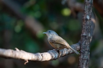 Bird catching black insects Perched on a branch in a deep forest