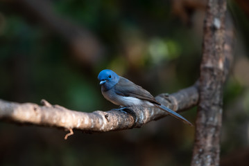 Bird catching black insects Perched on a branch in a deep forest