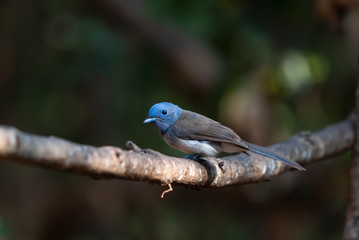 Bird catching black insects Perched on a branch in a deep forest
