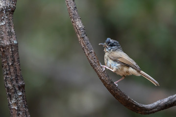 Bird catching black insects Perched on a branch in a deep forest