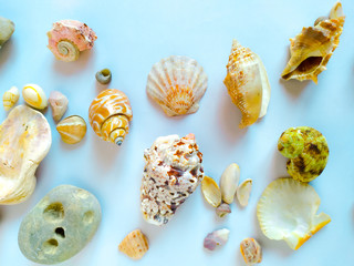 Sea shells and pebbles on a blue background. Summer concept, frame, copy space