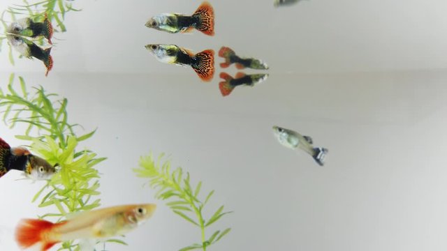 Small guppy swimming on white background. Small fish that are colorful and beautiful.