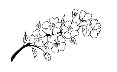 Single vector hand drawn branch of blooming cherry tree. Coloring page