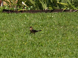 cute little bird on the grass