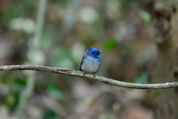 Bird catching black insects Perched on a branch in a deep forest