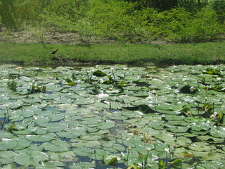 water lilies in the pond