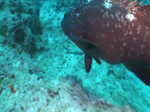 grouper swimming curious underwater ocean scenery close up fish mediterranean