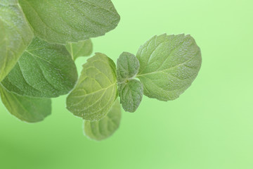 Close-up of mint leaves. Plant in pot on the light green windowsill. The process of growing spices at home. Selective focus.