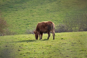 Vache de race limousine broutant dans un champ vert à la campagne