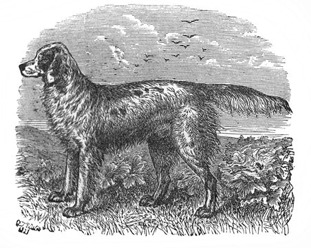 Image of a dog Setter in the old book The Encyclopaedia Britannica, vol. 7, by C. Blake, 1877, Edinburgh