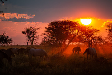 Fototapeta na wymiar Troupeau de chevaux en liberté dans une prairie au coucher du soleil