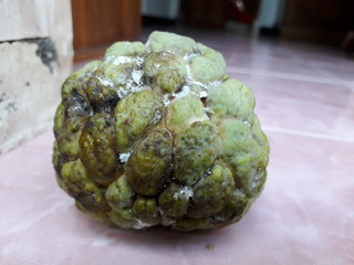 Obraz premium Srikaya, is a plant belonging to the genus Annona originating from the tropics. Srikaya fruit is round in shape with many-eyed skin