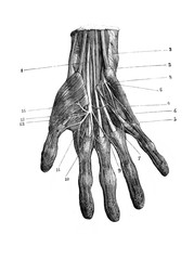 Nerves of the wrist of the hand in the old book D'Anatomie Chirurgicale, by B. Anger, 1869, Paris © wowinside