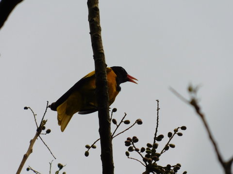 Black Hooded Oriole