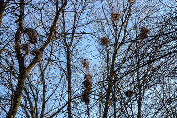 Bird nests on trees in a park against a blue sky