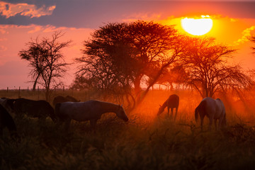 Troupeau de chevaux en liberté dans une prairie au coucher du soleil