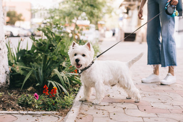 white dog in the garden