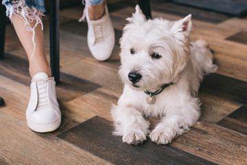 West Highland Terrier for a walk in the city