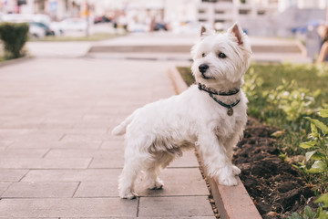 West Highland Terrier for a walk in the city