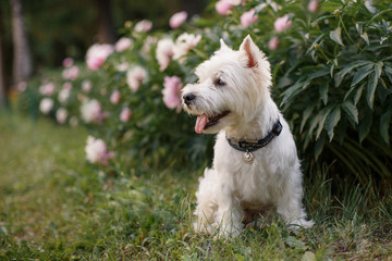 west highland white terrier