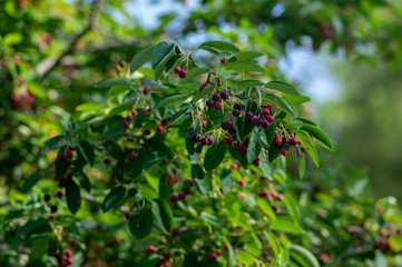 Amelanchier lamarckii ripe and unripe fruits on branches, group of berry-like pome fruits called serviceberry or juneberry