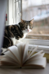 Open book and domestic tabby cat at home. Selective focus.