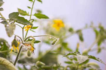 Flowering tomato seedlings growing in greenhouse