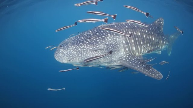 Whale Shark swimming near blue ocean surface