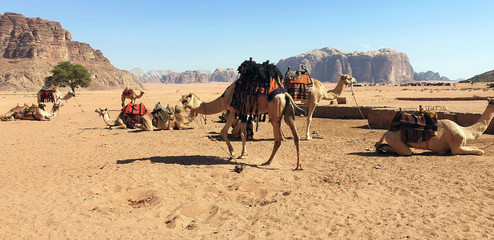 Camel in the desert.