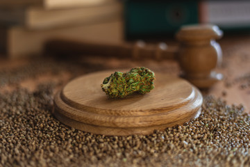 Legality of Medical Cannabis and  Seeds, legal and illegal Cannabis,  Seeds on the World - Wooden judge hammer and sound block with seeds and flower of marijuana CBD on the pinewood table background.