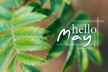 hello may info card - soft focus nature background  © RomanWhale studio