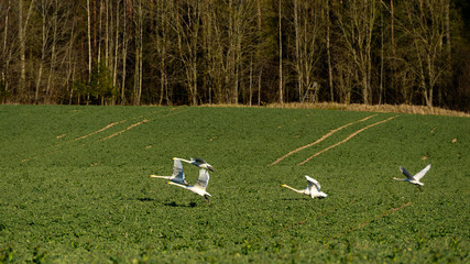 Obraz na płótnie Canvas Wild northern swans flying over green agriculture field during bright day