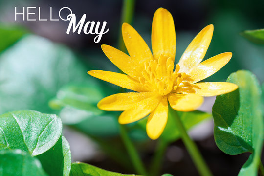 hello may info card - soft focus nature background 
