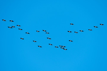 Birds flying together isolated on  blue sky background