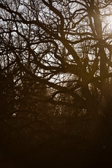 Forest in spring  during sunrise, close up texture details of branches and leaves