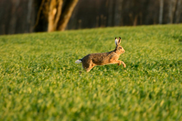 Wild bunny running on green agriculture field during colourful sunset