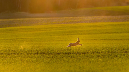 Obraz na płótnie Canvas Wild bunny running on green agriculture field during colourful sunset