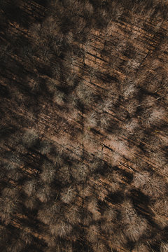 Forest and wall from above