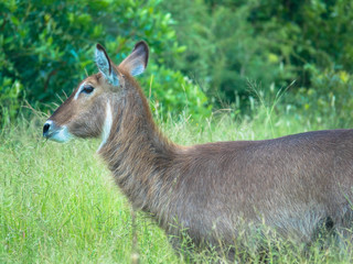 Female waterbuck antelope, national park africa