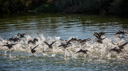 A big surprised flock of ducks takes off in a spray of water, lake Vistonida, Porto Lagos, Xanthi region, Northern Greece. Amazing Nature in action, shallow selective focus of bird silhouettes
