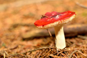Amanita muscaria known as the fly agaric or fly amanita mushroom
