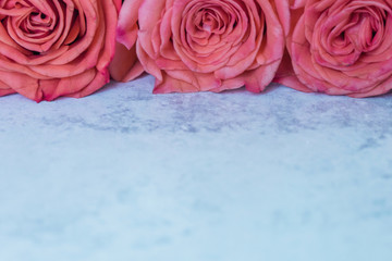 A close up of three pink coral colored roses towards the end of their bloom on a neutral surface with copy space for text