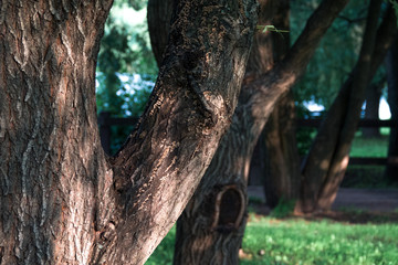 Fototapeta premium tree trunk, Green lawn in city park under sunny light