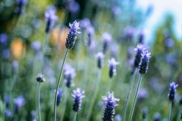 Beautiful summer violet flowers background