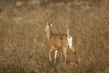 White Tailed Deer