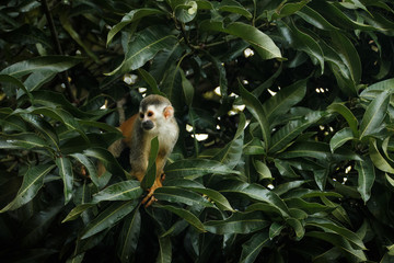 Affe im Regenwald - Costa Rica
